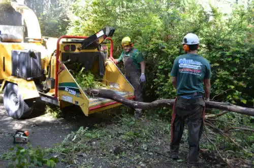 tree services Brookland